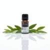 Sutra Cajeput Pure Essential Oil